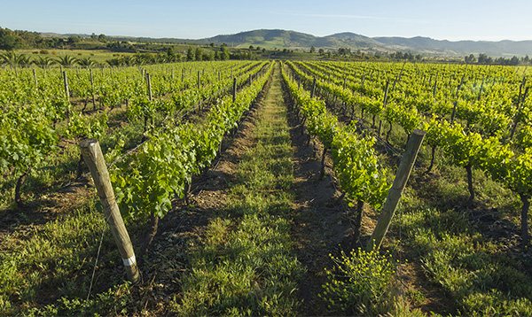 WFC Wines